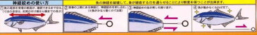 吉見製作所　鮮度たもつ君　　Φ0.6mm×60cm　（形状記憶合金　神経絞めワイヤー）YOSHIMI.Inc　Sendo Tamotsu kun 釣具　フィッシング　通販　神経締め　神経抜き　方法　鼻　ワイヤー　道具　工具　ツール　ヒラメ　スズキ　鯛　アジ