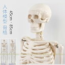 人体模型 骨格模型 骨 約45cm 約85cm 展示スタンド付き 骨格標本 骨格モデル 全身骨格模型 直立 可動 医学 理学 解剖学 整体 整骨院 関節 資料用...