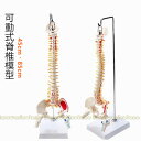 脊椎模型 45cm 85cm 可動式 脊椎骨盤模型 人体模型 実物大 配色脊柱 可動脊椎模型 股関節 医学 整骨院 教材 スタンド付き