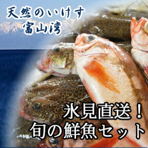 天然のいけす 富山湾氷見漁港 旬の鮮魚セット　6000円