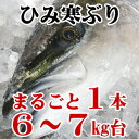 【送料無料】ひみ寒ぶり 氷見 天然 寒ブリ まるごと1本 6kg〜7kg台