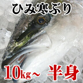 【送料無料】ひみ寒ぶり 氷見 天然 寒ブリ 半身 10kg以上物の半身