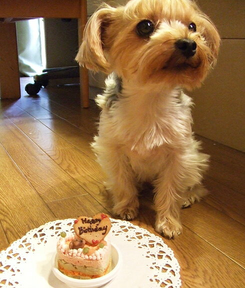 小型犬向け☆ハッピープチLOVEフード【お魚のプチケーキ】(無添加ケーキ犬はなとしっぽ)