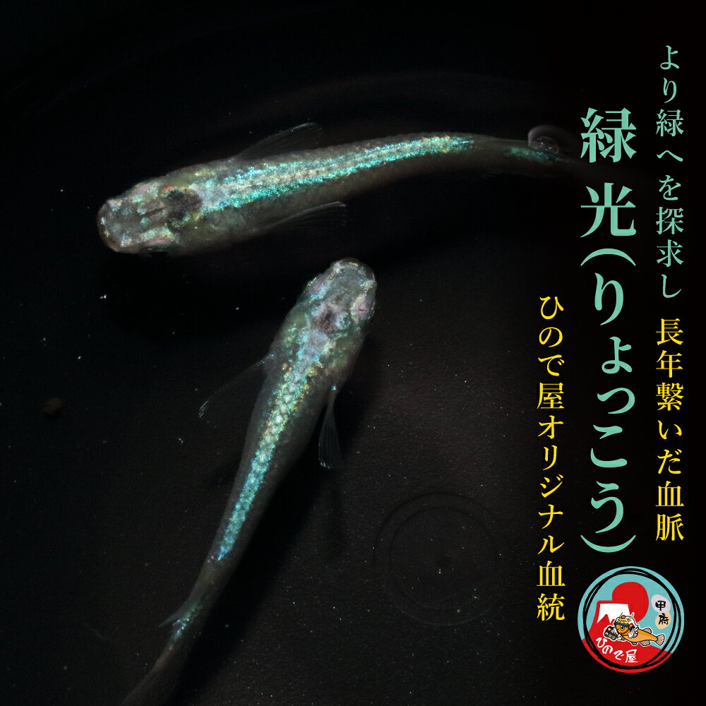楽天市場】淡水魚 飼育セットの通販