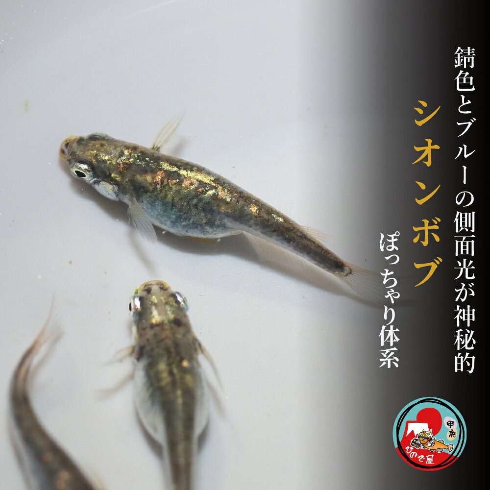 【シオンボブ/ 選べるペア数 】 メダカ ダルマ 体内光 改良メダカ 販売 生体 ビオトープ 淡水魚 観賞用 販売 生体 メダカ販売 メダカ飼育 日本 淡水魚 販売 観賞 メダカ 生体 販売 アクアリウム インテリア 水槽 観賞魚 メダカ ゴールド ペア 可愛い