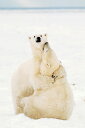 ホッキョクグマ 北極熊 ポスター 91.5×61cm 木製アートフレーム付 Playful Polar Bears