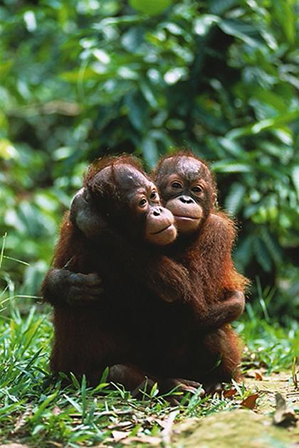オランウータン ポスター 軽量アルミ製フィットフレーム付 91.5×61cm Orangutans