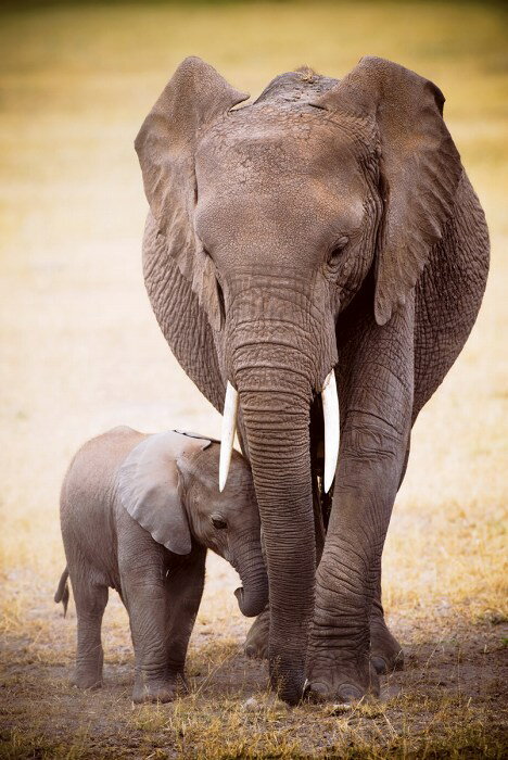 ݤοƻ ݥ ȥե졼 Elephant and Baby