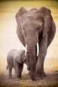 象の親子 ポスター 木製アートフレーム付 Elephant and Baby