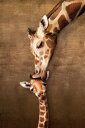 キリン ママのキス ポスター 91.5×61cm 木製アートフレーム付