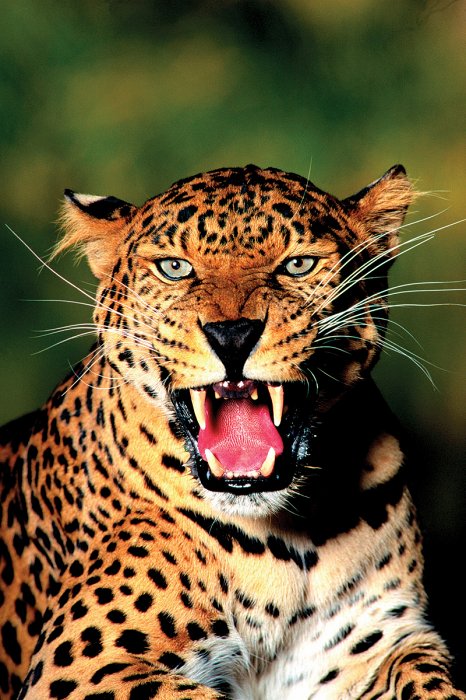 ^ qE Leopard |X^[ ؐA[gt[t