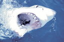 ホオジロザメ ポスター 91.5×61cm 木製アートフレーム付 Great White Shark