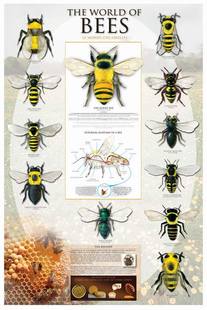 蜂の世界 ポスター 軽量アルミ製フィットフレーム付 91.5×61cm ハチの世界