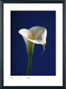 Alex Sedgwick作品 Arum Lily, White on Blue Background アートプリント 木製アートフレーム付 80×60cm