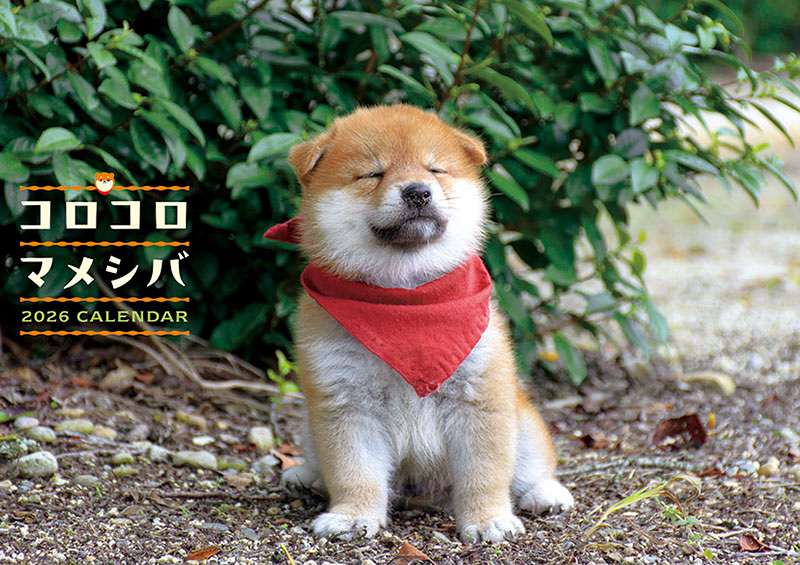 コロコロマメシバ 2026年カレンダー 9月20日発売予定 ご予約承り中