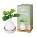 Beauwell (ビューウェル) ス・ポット 観葉 加湿器 ホヤカーリー 1個(植物 簡単)
