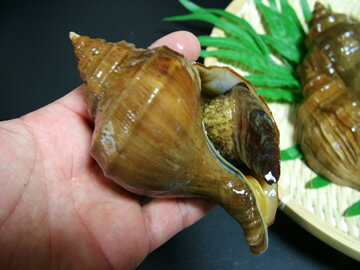 ��ĥ� �迿�ĥ� �ڤĤ� 250g����� ���ָ� ����� ����� ���渵 ������ ���ե�