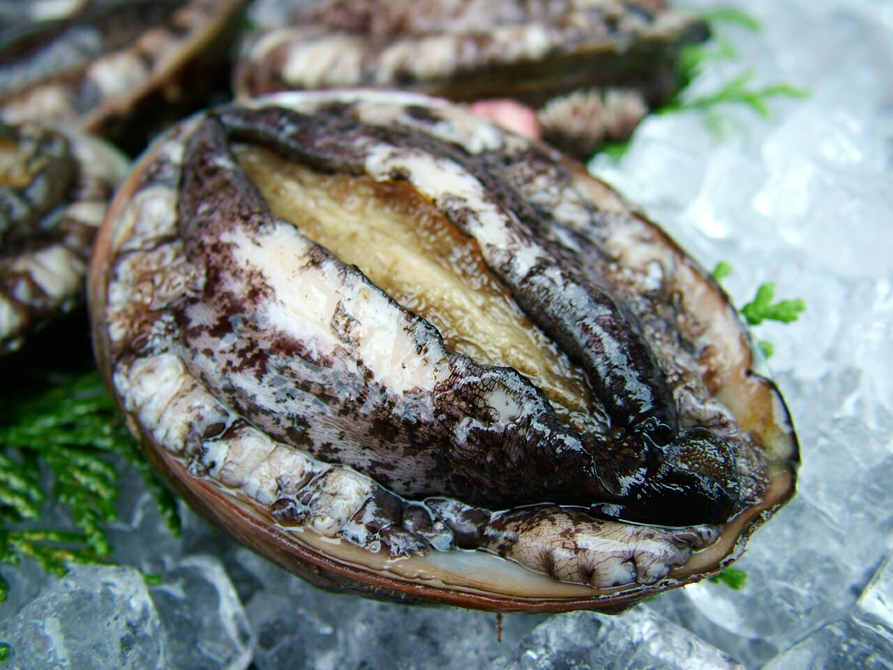 ● 天然の活アワビです。お寿司なら磯の香りと新鮮なコリコリ食感の活アワビです。