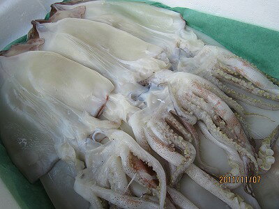 イカ いか スルメイカ 【乾燥スルメイカ 10枚束(中)700g前後】 【送料込み】 お花...