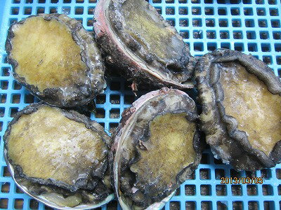 ●天然冷凍蝦夷アワビ”刺身はもちろん、焼いたり、あわびメシなら”これだべさ！ ■中薬学の本によると、あわびの肉の方はのぼせを治し、元気を増して視力をよくするとあります。 ■あわびの殻には海のいろいろな成分が含まれています。殻を捨ててしまわず、抽出液をつくってスープにしたり、中華料理のダシに使います。 【主な料理】お刺身、焼鮑、酢の物、あわびめしなど和洋中の食材として大活躍です。【同梱発送】10kg以内が1個口の送料になります。 天然あわび 冷凍アワビ 北海道産 冷凍100g前後-10個入り 冷蔵2日 冷凍3ヶ月 蝦夷アワビ