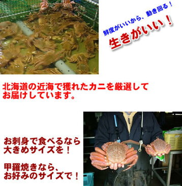 活毛ガニ 活毛蟹 堅毛蟹 【特大 1尾1kg前後3尾入り 北海道産】【送料込み】 大特価 堅毛蟹 かに味噌 お花見 母の日 父の日 お中元 お歳暮 ギフト