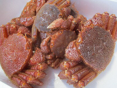 活毛蟹 訳あり 【活上毛ガニ 身入り60%前後 6-8尾 3kg】【送料込み】 寄せ鍋 ちゃんこ鍋の出汁