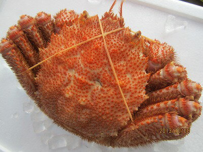 大特価　堅毛蟹 毛ガニ　大きさ　大 【冷凍ボイル毛蟹 　 1尾-800g前後】 「送料込み」ボイル冷凍毛ガニ 冷凍毛かに 敬老の日　母の日 　父の日　 お中元　 お歳暮 ギフトのサムネイル