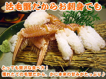 活毛ガニ 活毛蟹 堅毛蟹 【特大 1尾1kg前後3尾入り 北海道産】【送料込み】 大特価 堅毛蟹 かに味噌 お花見 母の日 父の日 お中元 お歳暮 ギフト