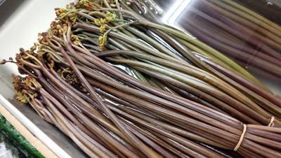 わらび 天然ワラビ 【茹でわらび 1束-200g前後10束】「送料込み」山菜 天然蕨 北海道産 父の日 お中元 ギフト