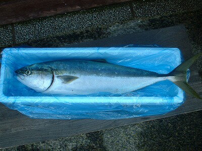 ギフト対応 ●縁起がよくて御節料理などに欠かせないお魚です!寒ぶりに比べて年中食べれれるのが養殖のブリです。 大きさによって呼び名か変わる出世魚の代表格です。昔から縁起のよい魚とされ、お正月料理の必需品です。 ■蛋白質・ミネラル・ビタミン・EPA・DHAをバランスよく含み、特にビタミンDが豊富です。また、ぶりの旨味の主成分はイノシン酸です。ビタミンDは体内でカルシウムが有効活用されるのに役立ちます。 ■低血圧・貧血・動脈硬化・心筋梗塞などの病気予防にもなるといわれます。 【同梱発送】10kg以内が1個口の送料になります。 【主な料理】お刺身、照焼き、塩焼き、煮付けなど 養殖はまち　ブリ 四国産 1本-5kg前後 冷凍保存 冷蔵2日 冷凍3ヶ月 はまち