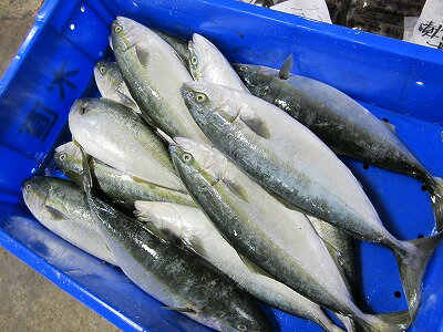 ぶり　ふくらげ いなだ 【天然フクラゲ ふくらぎ ブリ...