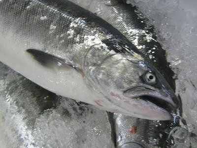 ●一本釣りの最高級の道南産の桜鱒です、お刺身なら一本釣りだね。天候にもより漁が不安定な魚ですが、入荷次第ですと5月中旬までの発送が可能です。 ■サクラマスは日本海とオホーツク海を中心とした海で生活し、1年間の海洋生活を経た後は生まれた川に遡上します。親魚は3〜5ヵ月を川で過ごしますが、川に入ると餌はほとんどとらなくなり雨で増水したときなどに川を上り、産卵後は短い生涯を閉じます。 ■北海道南部の漁獲物の一部は富山県へ出荷され名物の「ます寿司」となっています。 ■脂肪と脂溶性ビタミンが多く、特にビタミンDが豊富です。ビタミンDは、歯や骨を強くするのに必要なビタミンです。 ■お刺身で食べる場合は一度冷凍をしてから半解凍でスライスをして食べることをオススメします。 【食べ方】お刺身やフライ、焼き魚に最適です。 【同梱発送】10kg以内が1個口の送料になります。 さくらます（本マス） 道南産 2kg前後（特上大） 冷凍6ヶ月 冷蔵2日 生桜鱒（さくらます）