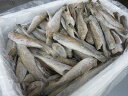 こまい コマイ 【 生干せコマイ 5kg 90本前後(中大) 】「送料込み」 ソフトコマイ 一夜干し 氷下魚 カンカイ お花見 母の日 父の日 お中元 お歳暮 ...