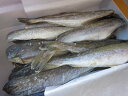 こまい コマイ 【 生干せこまい 3kg(中）-60本前後】 「送料込み」 一夜干し ソフトコマイ 氷下魚 カンカイ お花見 母の日 父の日 お中元 お歳暮 ギフト