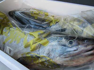 サケ 秋鮭 【生鮭オス 1本6kg前後（大）】「送料込み」さけ 北海道産