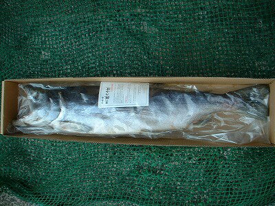 サケ　秋鮭　新巻鮭　【鮭乃山漬　1本-3kg前後】北海道産「送料無料」お花見 母の日 父の日 お中元 お歳暮 ギフトのサムネイル