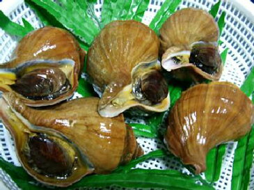 つぶ 活ツブ 【真ツブ 250g前後-5個】「送料無料」お花見 母の日 父の日 お中元 お歳暮 ギフト