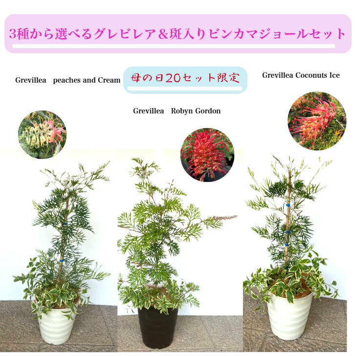 母の日 ギフト グレビレア ビンカマジョール 植物 セット 鉢植え 観葉植物 庭木 シンボルツリー おしゃれ インテリア ココナッツアイス ビーチアンドクリーム ロビンゴードン オージープランツ