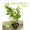 イエローストロベリーグアバ 果実 オシャレ 苗木 鉢植え 7号 庭木 しょく育
