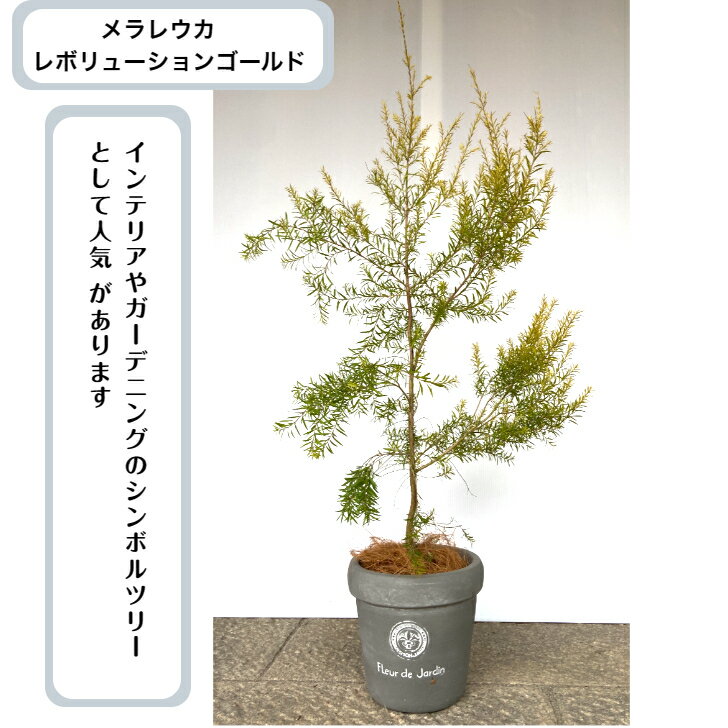 寄せ植え 人気 植物 メラレウカ レボリューションゴールド シンボルツリー 寄せ植え 鉢植え インテリアグリーン ギフト 母の日