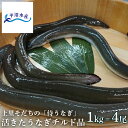 上里そだちの「侍うなぎ」活きたうなぎ(活鰻)チルド品(1kg=4尾) うなぎ 鰻 ウナギ 活鰻 チルド 国産 埼玉県産 ギフト 贈答 お祝い お取り寄せ 土用丑...