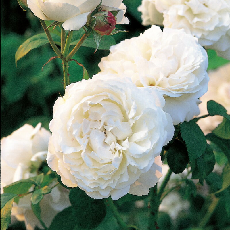 バラ苗　イングリッシュローズ「ウィンチェスター・キャシードラル」鉢植え　Desdemona(Auskindling)