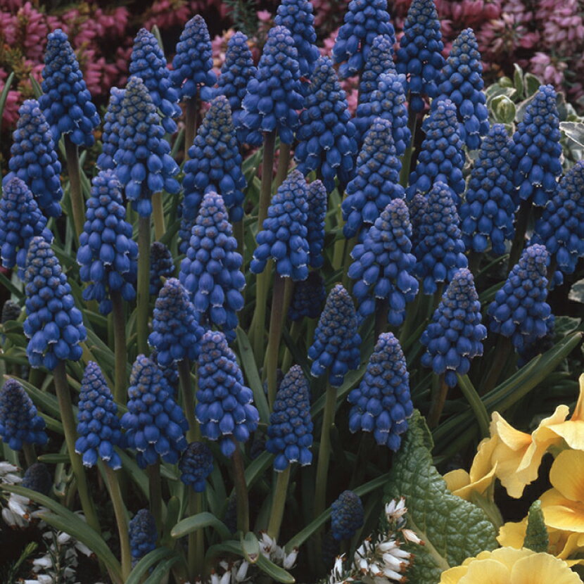 ムスカリ　アルメニアカム【5球】球根