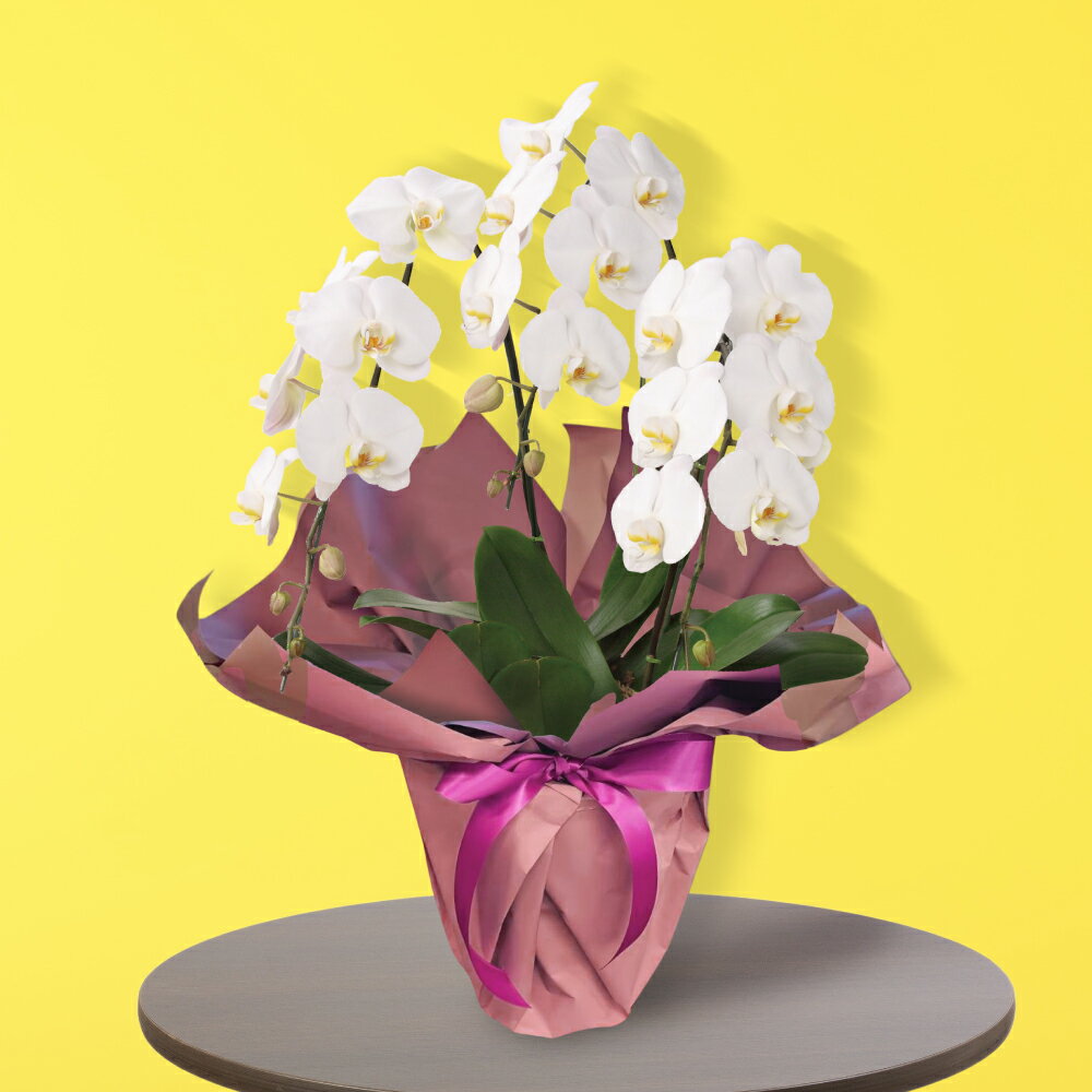 50.特選胡蝶蘭3本立