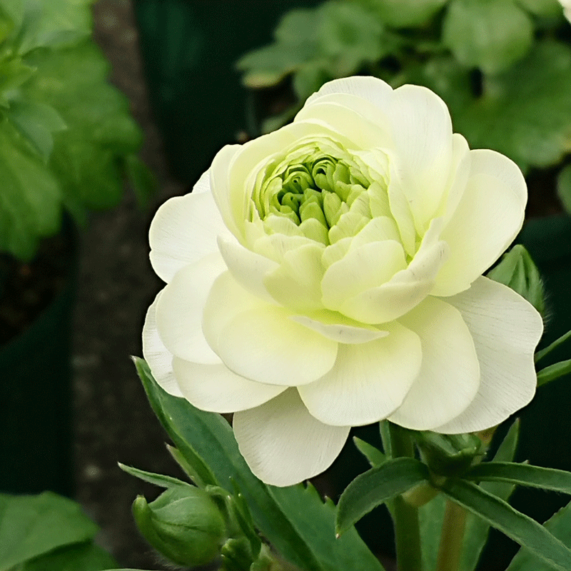 驚きの植えっぱなしok ラナンキュラス ラックスの育て方 球根植物 植物のタナログ