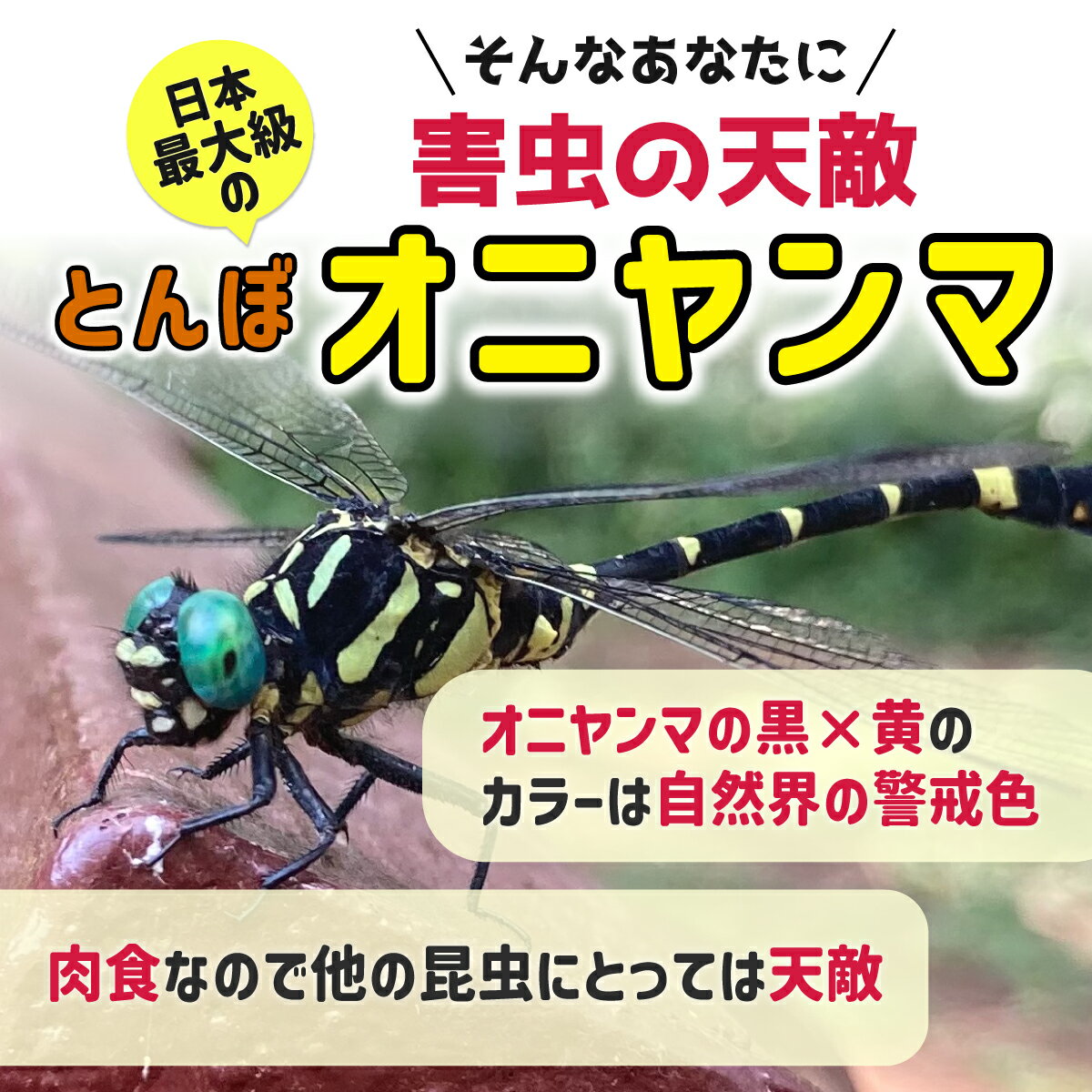 オニヤンマ 虫除け 効果 12cm 帽子 ブローチ 蚊よけ 虫除けオニヤンマ スズメバチ オニヤンマ虫除け アウトドア 釣り ゴルフ 草むしり フィギュア リアル 虫よけ 虫対策 安全ピン ストラップ キャンプ ベランダ 家庭菜園 ハイキング 送料無料 3