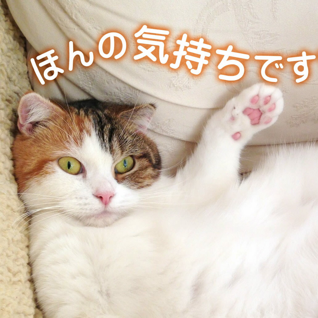 ほんの気持ちですにゃ(猫) L版サイズ ギフトカード【単品注