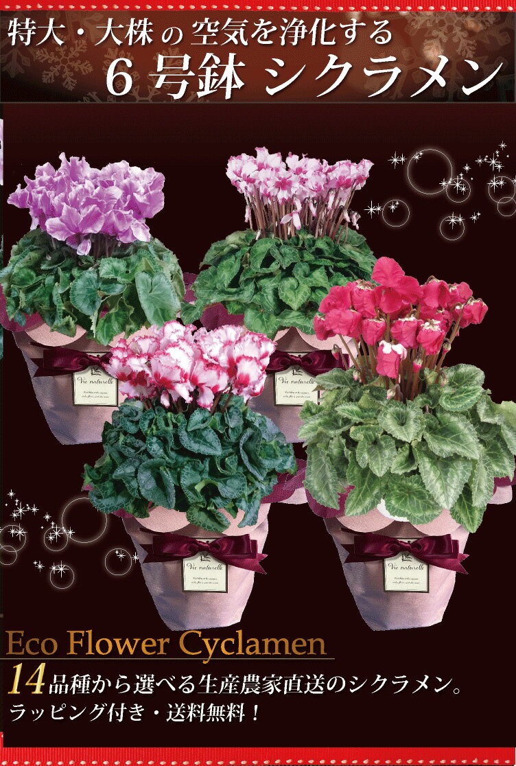 冬の寄せ植えに最適な植物おすすめ８選 寒さに強い花での上手な作り方も解説 暮らし の