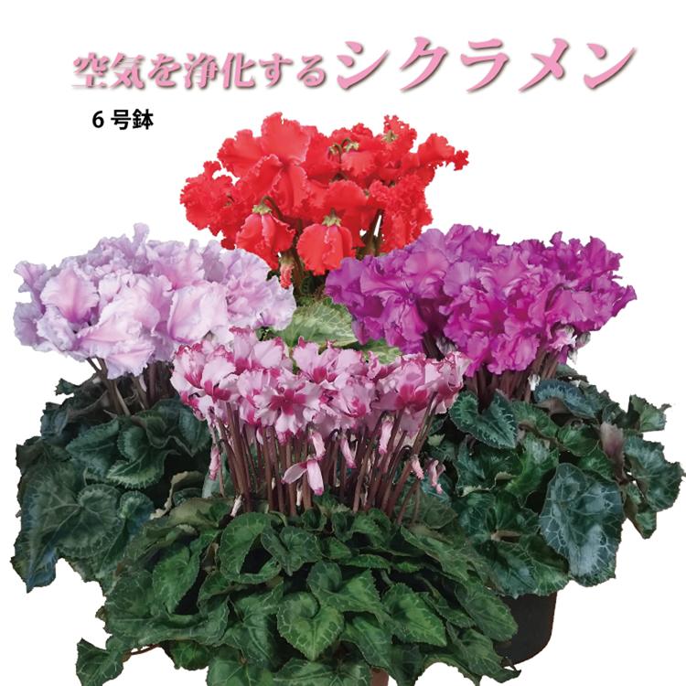 シクラメン 生産農家直送の空気を浄化するシクラメン 6号鉢 選べる15品種 ラッピング付きのレビュー クチコミとして参考になる投稿1枚 Roomclip ルームクリップ