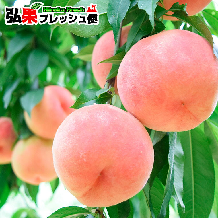 【予約受付中】青森県産 川中島 白桃 特秀 13～16玉入 送料無料 8月下旬～9月上旬前後に出荷　北の桃 弘果 かわなかじま 川中島白桃